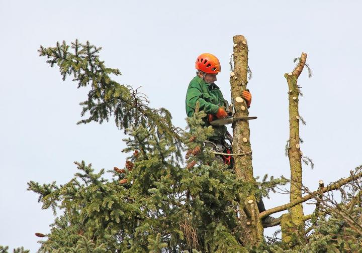Travaux d'élagage Pays de Gex