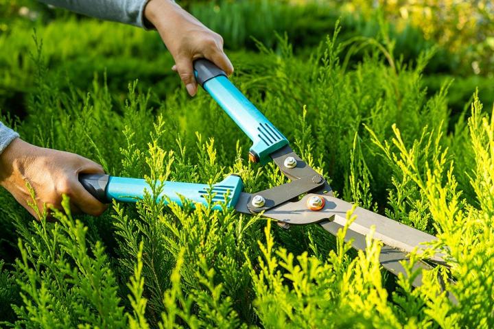 Des haies bien taillées, gage d’un jardin esthétique.